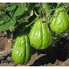 Chayote Vegetable Seeds for Planting – Heirloom Non-GMO Organic Garden Seeds with High Germination