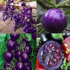 Tomato Seeds for Planting – Dark Purple Heirloom Non-GMO, High Germination Organic Garden Seeds for Vibrant Dishes.