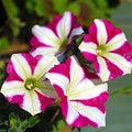 Gladiolus Flower Seeds for Planting White – Pollinator Friendly, Heirloom & Non-GMO, High Germination Organic Garden Seeds