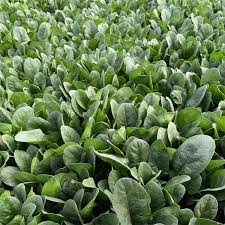 Bloomsdale Long Standing Spinach Seeds – Heirloom Non-GMO Organic Garden Seeds for Planting, Bolt-Resistant Greens