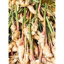 Perennial Ginger Seeds for Planting – Mixed Heirloom Non-GMO Rhizomes, High Germination Organic Spice Garden Seeds