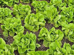 Buttercrunch Lettuce Seeds – Heirloom Non-GMO Organic Garden Seeds for Planting, Crisp and Tender Greens