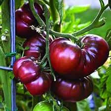 Black Krim Tomato Vegetable Seeds for Planting – Heirloom Non-GMO Dark Fruit Variety