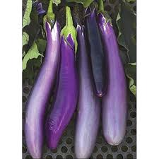 Eggplant Seeds for Planting – Dark Purple Heirloom Non-GMO, High Germination Organic Garden Seeds for Culinary.