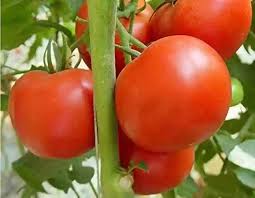 Tomato Vegetable Seeds for Planting – Heirloom Non-GMO, Rich Red Tomatoes, High Germination Organic Garden Seeds – 100 pcs