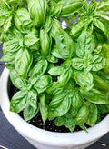 Basil Vegetable Seeds for Planting – Heirloom, Non-GMO, Organic Garden Seeds, High Germination, Aromatic Kitchen Herb