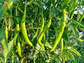 Vegetable Seeds,Garden seeds, Seeds For Planting,Plant Seeds