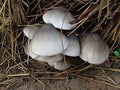 Vegetable Seeds,Garden seeds, Seeds For Planting,Plant Seeds