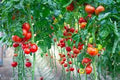 Vegetable Seeds,Garden seeds, Seeds For Planting,Plant Seeds