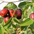 Fruit Seeds,Garden seeds, Seeds For Planting,Plant Seeds