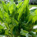 Herb Seeds,Garden seeds, Seeds For Planting,Plant Seeds