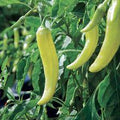 Vegetable Seeds,Garden seeds, Seeds For Planting,Plant Seeds