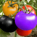 Vegetable Seeds,Garden seeds, Seeds For Planting,Plant Seeds
