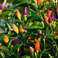 Vegetable Seeds,Garden seeds, Seeds For Planting,Plant Seeds