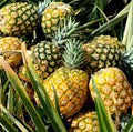 Fruit Seeds,Garden seeds, Seeds For Planting,Plant Seeds