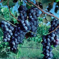 Fruit Seeds,Garden seeds, Seeds For Planting,Plant Seeds