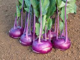 Azur Star Organic Glass Bowl Vegetable Seeds for Planting – heirloom & non-GMO seeds, unique kitchen variety