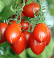 Tomato Vegetable Seeds for Planting – Heirloom Non-GMO Classic Red Variety – High Germination Organic Garden Seeds
