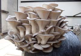 Mushroom Seeds for Planting Gray – Heirloom, Non-GMO Spores, Gourmet Variety – High Germination