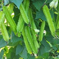 Vegetable Seeds,Garden seeds, Seeds For Planting,Plant Seeds
