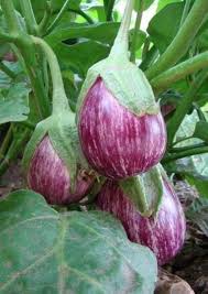 Eggplant Zora Seeds for Planting – Organic Heirloom Non-GMO High Germination Vegetable Seeds for Healthy Gardening
