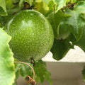 Fruit Seeds,Garden seeds, Seeds For Planting,Plant Seeds