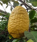 Fruit Seeds,Garden seeds, Seeds For Planting,Plant Seeds