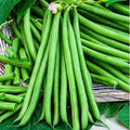 Vegetable Seeds,Garden seeds, Seeds For Planting,Plant Seeds