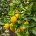 Fruit Seeds,Garden seeds, Seeds For Planting,Plant Seeds
