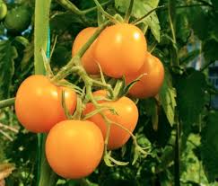 Orange Hybrid Tomato Vegetable Seeds for Planting – Heirloom Non-GMO Bright Salad Variety –  High Germination