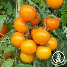 Orange Hybrid Tomato Vegetable Seeds for Planting – Heirloom Non-GMO Bright Salad Variety –  High Germination
