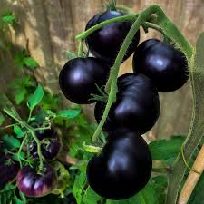 Indigo Rose Tomato Vegetable Seeds for Planting – Heirloom Non-GMO Black Variety –  High Germination, Antioxidant-Rich