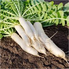 Radish Vegetable Seeds for Planting – Heirloom Non-GMO Green Mix Roots – High Germination, Organic Garden Seeds
