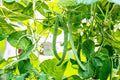 Vegetable Seeds,Garden seeds, Seeds For Planting,Plant Seeds