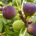 Fruit Seeds,Garden seeds, Seeds For Planting,Plant Seeds