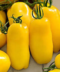 Vegetable Seeds,Garden seeds, Seeds For Planting,Plant Seeds