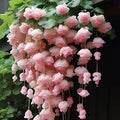 Flower Seeds, Seeds,Seeds For Planting,Plant Seeds