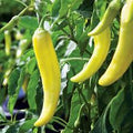 Hungarian Pepper Seeds for Planting – Heirloom Non-GMO Organic Garden Seeds – Mildly Spicy & Highly Productive Variety