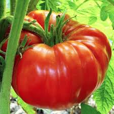 Huge Tomato Vegetable Seeds for Planting – Heirloom Non-GMO Large Red Slicing Variety – High Germination