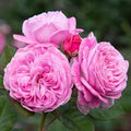 Geranium Flower Seeds for Planting Light Pink – Shade Tolerant, Heirloom & Non-GMO, High Germination Organic Garden Seeds