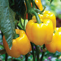 Vegetable Seeds,Garden seeds, Seeds For Planting,Plant Seeds