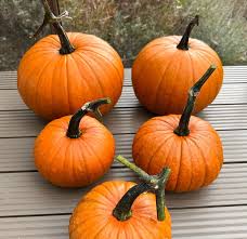 Sunseanse F1 Pumpkin Seeds for Planting – Heirloom Organic Non‑GMO High Germination Organic Garden Seeds