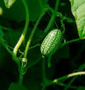 Vegetable Seeds,Garden seeds, Seeds For Planting,Plant Seeds