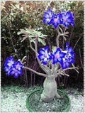 Blue White Adenium Obesum Seeds – Sun Loving, Heirloom, Non-GMO, High Germination, Organic Garden Seeds