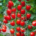 Vegetable Seeds,Garden seeds, Seeds For Planting,Plant Seeds