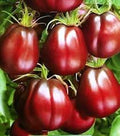 Vegetable Seeds,Garden seeds, Seeds For Planting,Plant Seeds