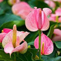 Flower Seeds, Seeds,Seeds For Planting,Plant Seeds