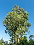 Herb Seeds,Garden seeds, Seeds For Planting,Plant Seeds
