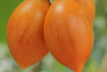 Fruit Seeds,Garden seeds, Seeds For Planting,Plant Seeds