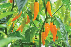 Augustine Minorcan Datil Hot Pepper Plant Seeds for Planting – Heirloom Non-GMO Spicy Mini Peppers